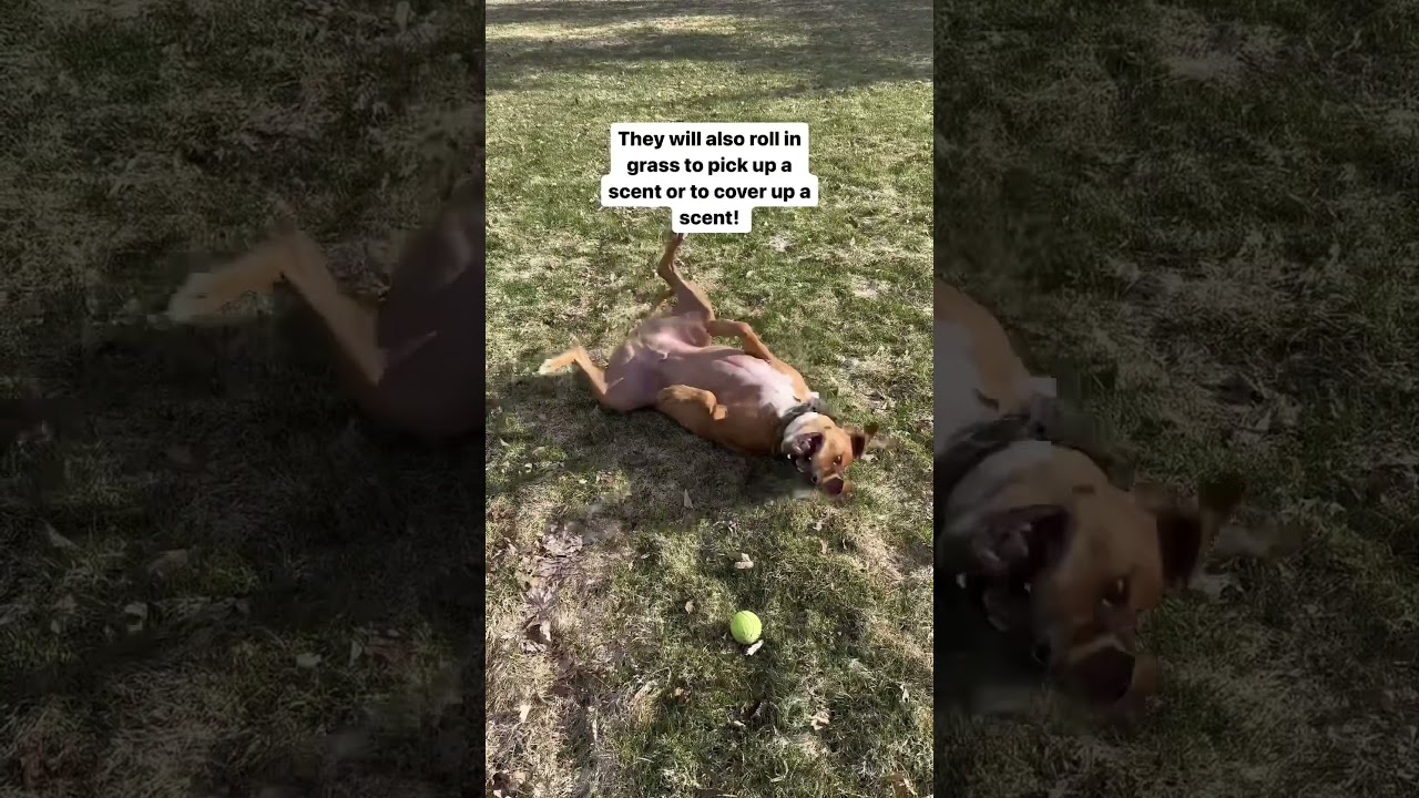 Why do dogs roll in grass? 🐶