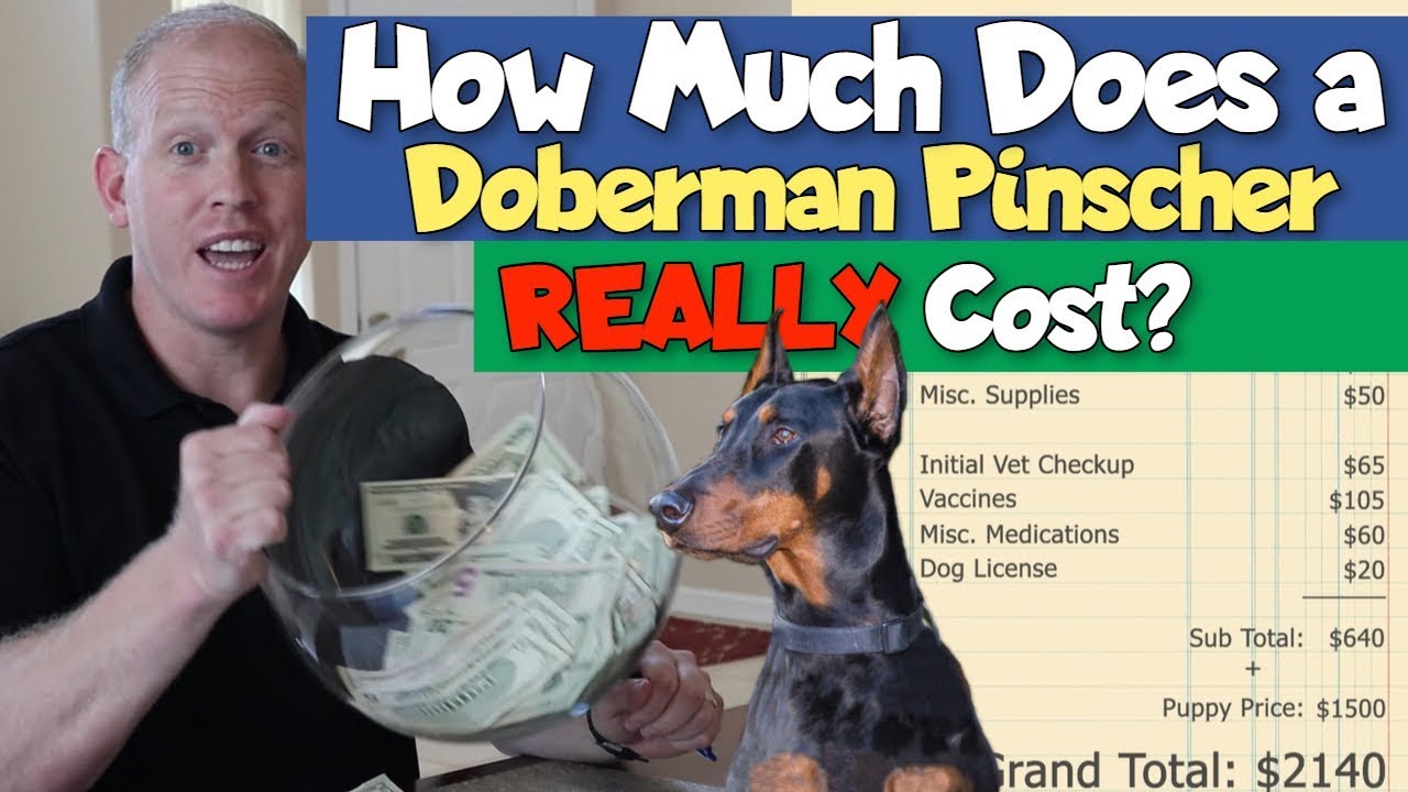How Much Does a Doberman Cost? I BURN all my money!