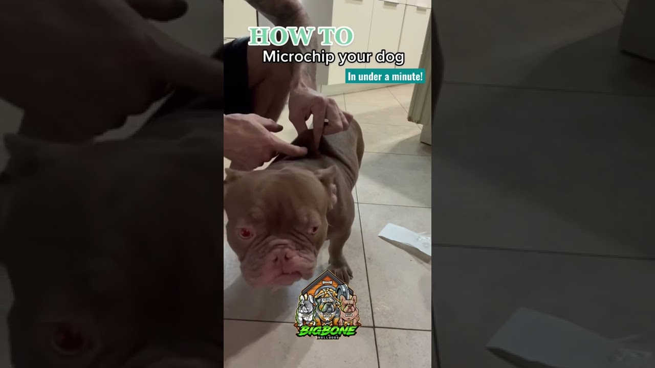 How to Micro Chip your dog in under a minute! #microchip #breeder #dog #puppy