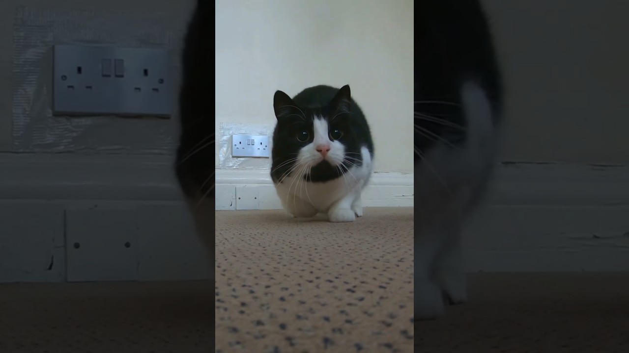 Cat Wiggles Butt Before Pouncing | #shorts