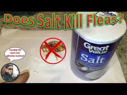 How To Eliminate Fleas With Salt | Does Salt Work Against A Flea Infestation?