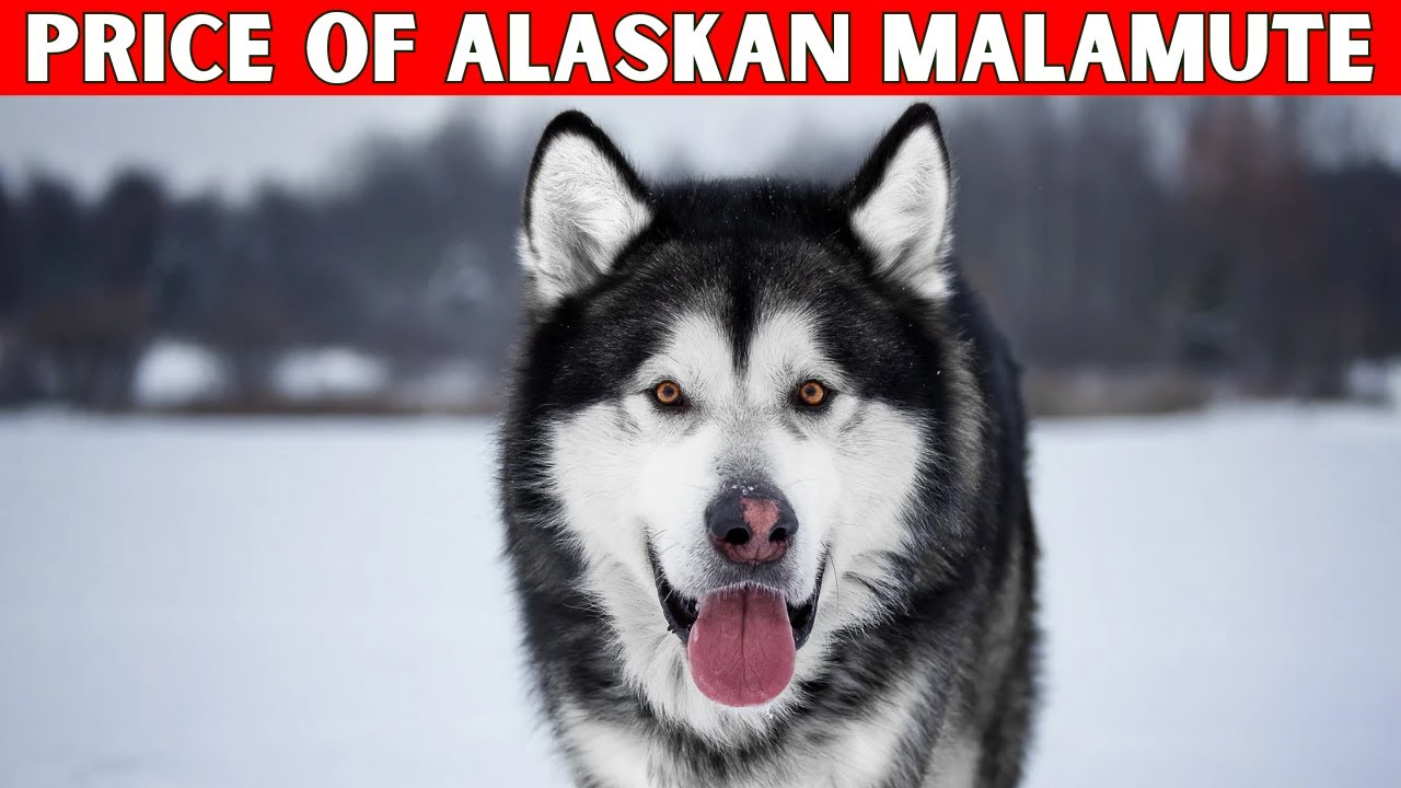 Price of Alaskan Malamute Dog | How Much is an Alaskan Malamute Dog?