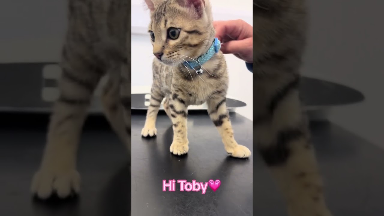 Kitten vaccinations? We got you covered. 🤝 #kittens #cutekittenvideos #cats #vetadvice