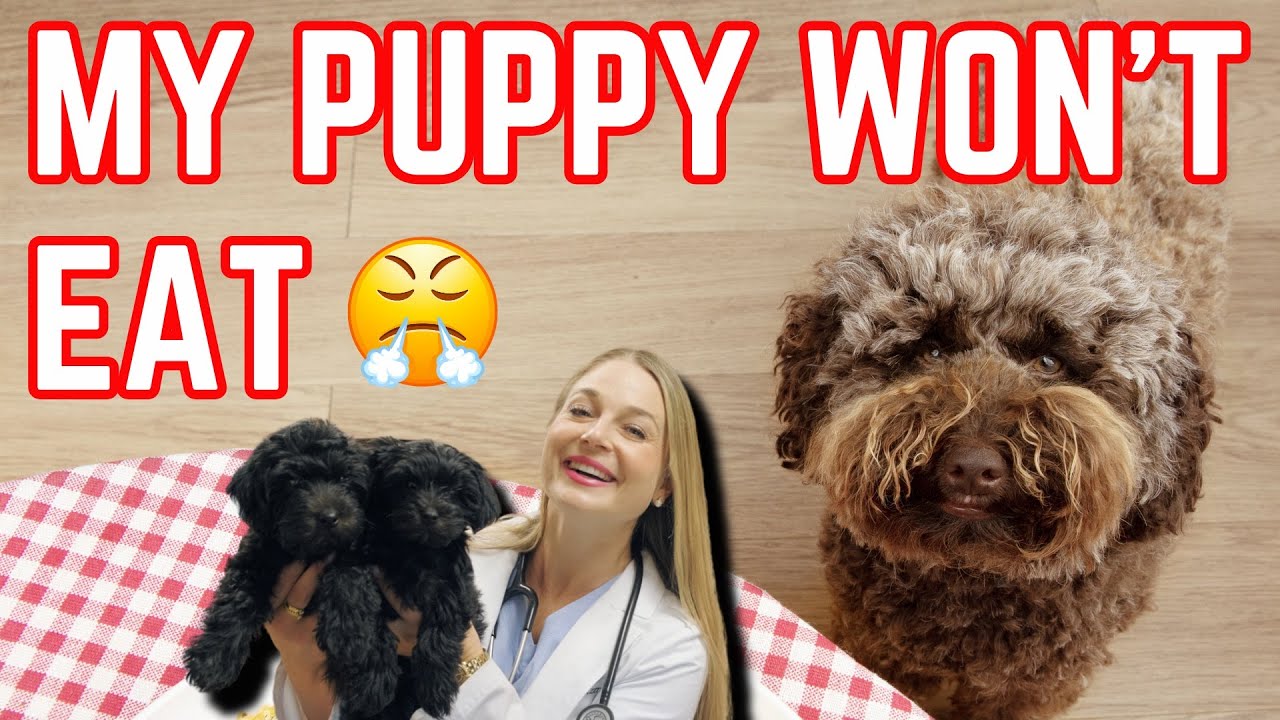 Why Your Puppy Won't Eat!? | Vet Explains
