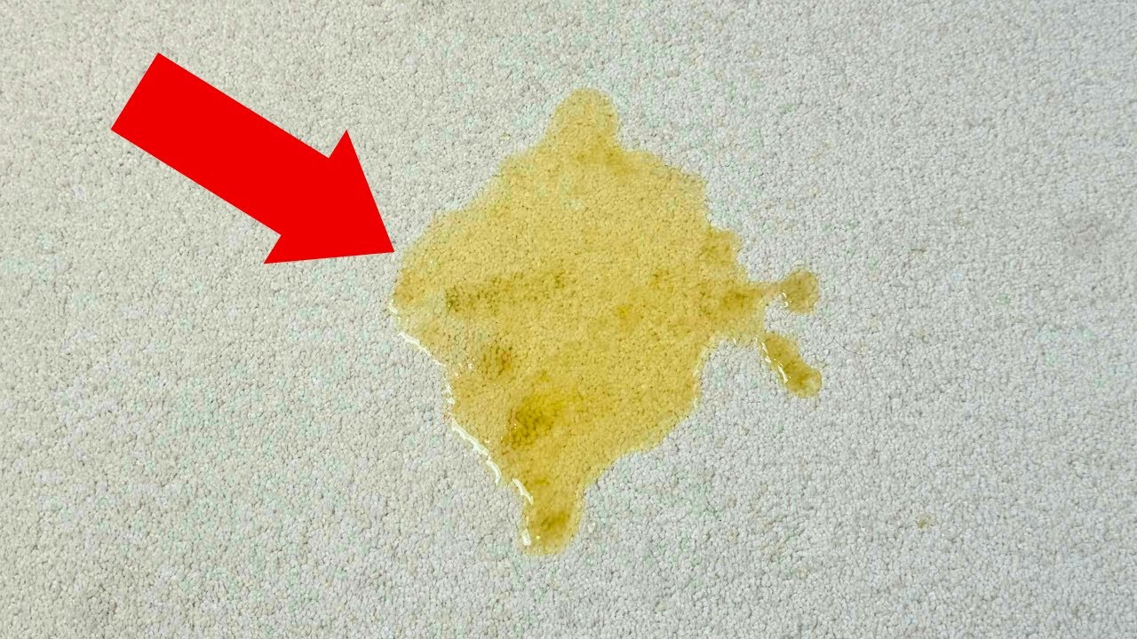 How to Clean Up Cat and Dog Pee from Carpet