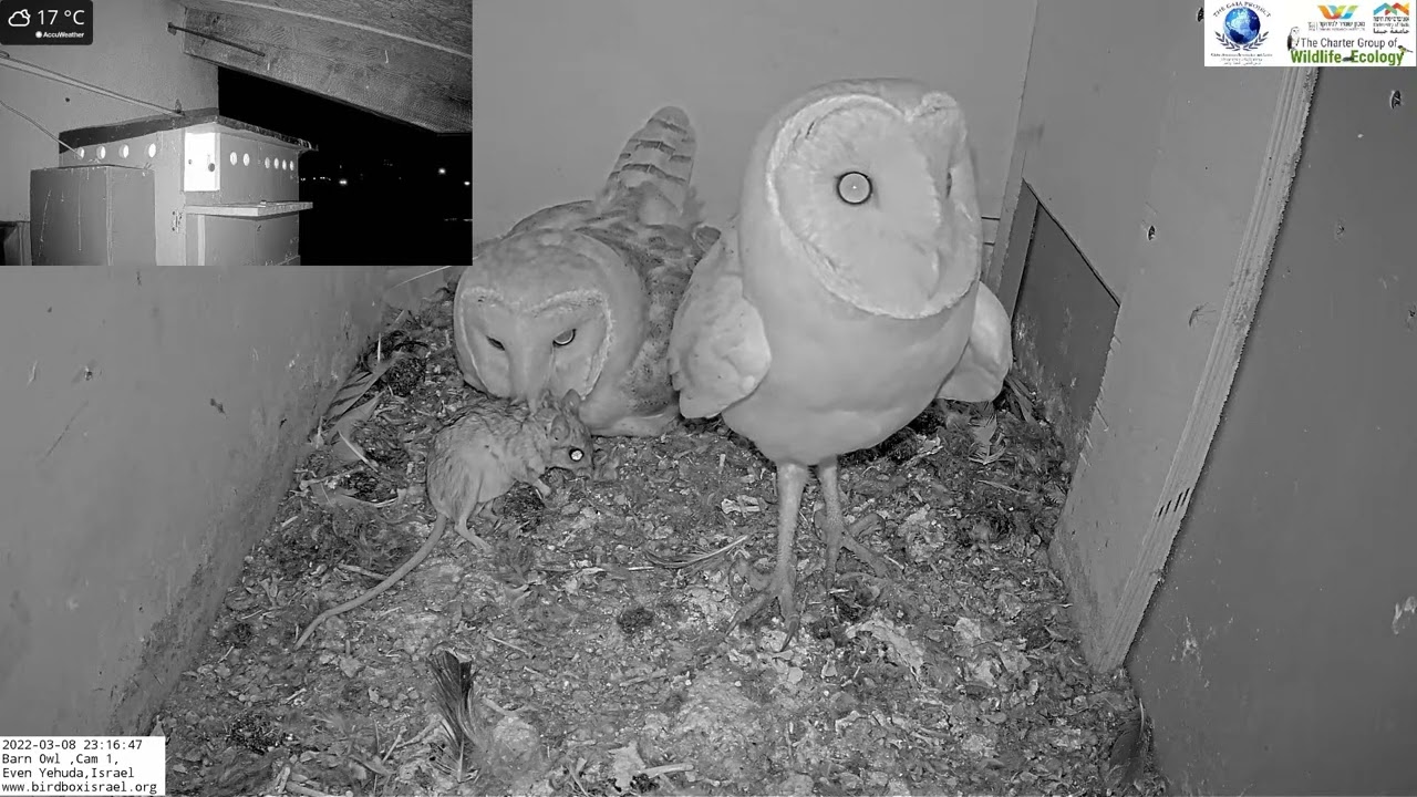 Male brings his mate a huge jird (similar to gerbil) in the Barn Owl Israel Cam 1|