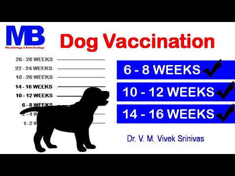 DOG VACCINATION | Microbiology | Vivek Srinivas | #Parvo #Distemper #Rabies #VeterinaryScience