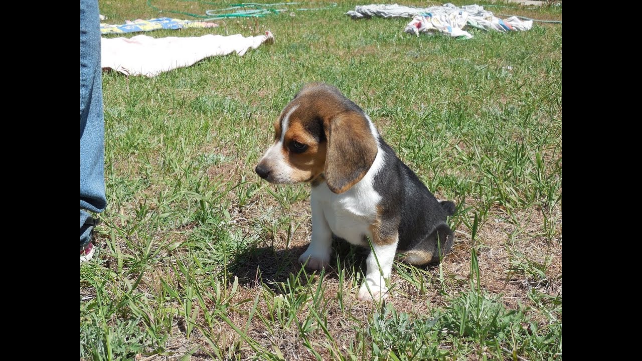 Buy a Pocket Beagle Puppy Tiny Beagles AKC Cute & For Sale
