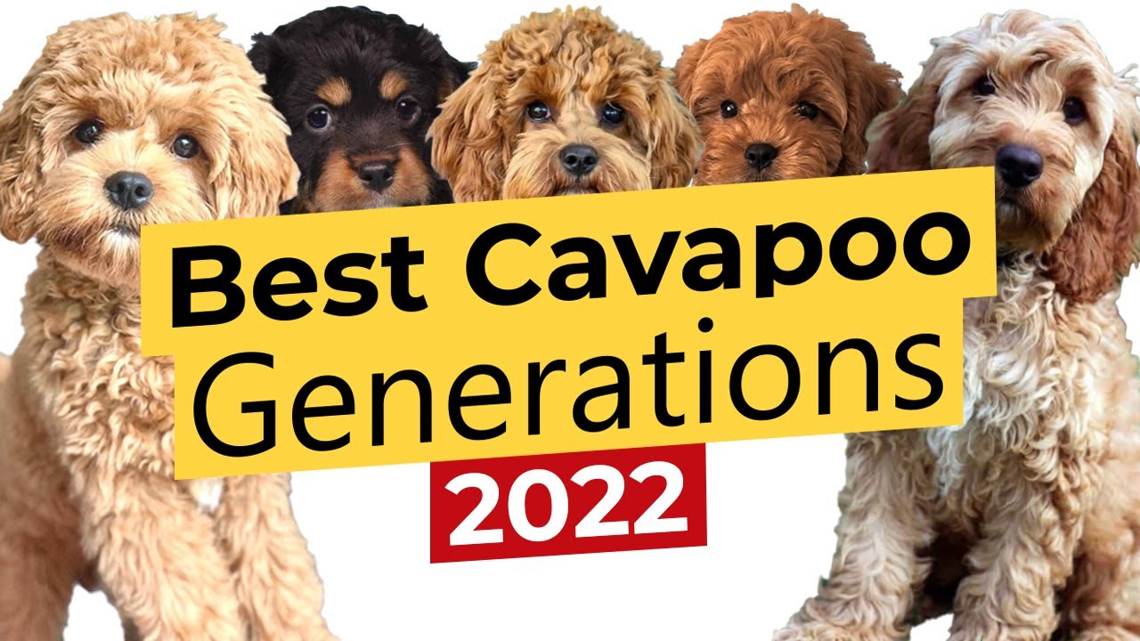 Best Cavapoo Generations: F1 🐶 F1B 🐶 F1BB 🐶 F2 🐶 F2B 🐶 F2BB 🐶 F3 🔴2022🔴