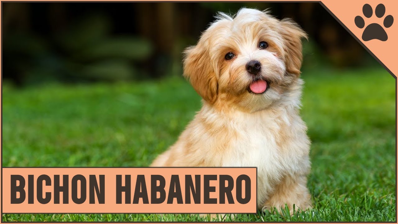 Bichon Habanero (Havanese) Información De Raza De Perro | Perros Mundo