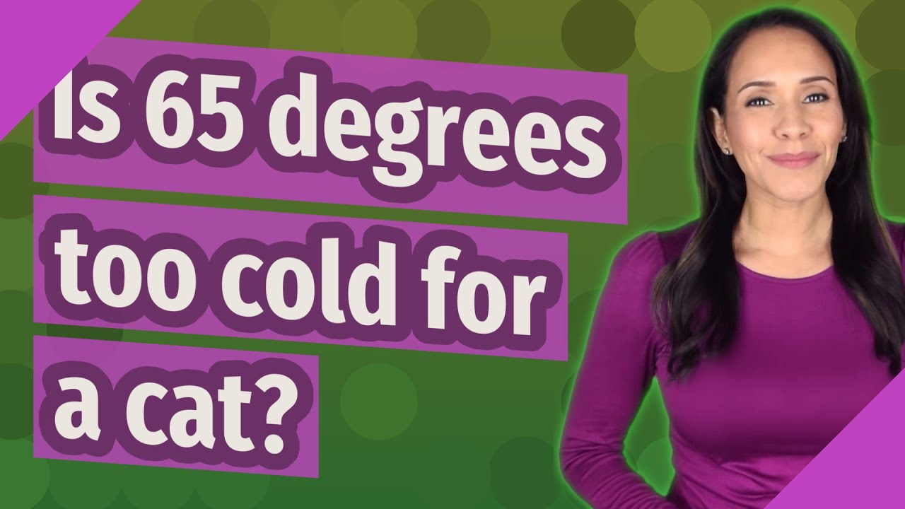 Is 65 degrees too cold for a cat?