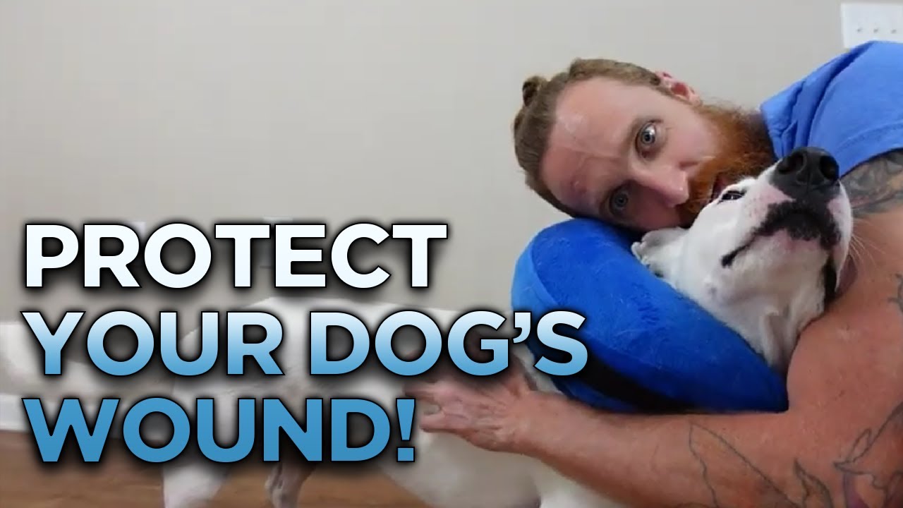 The Best Way to Protect Your Pet's Wounds and Injuries: BENCMATE Inflatable Collar | Product Review