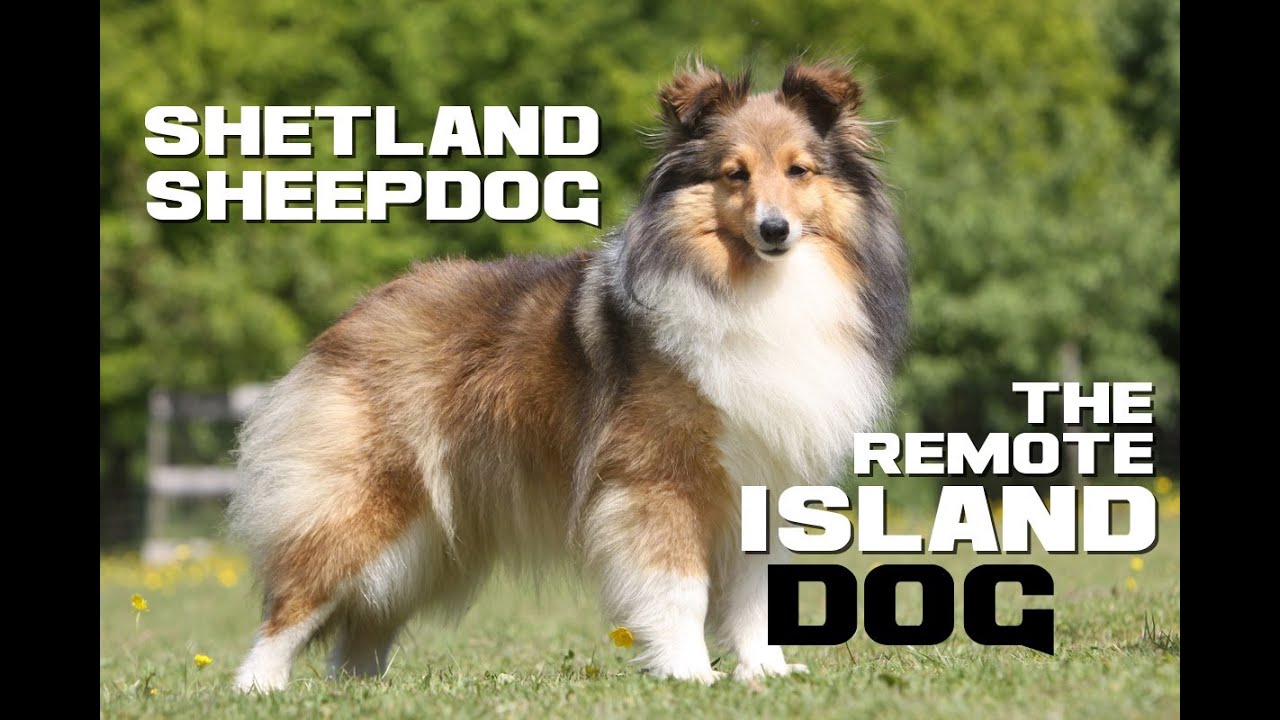 Shetland Sheepdog Facts - The Mini Collie from Remote Islands - Animal a Day S Week