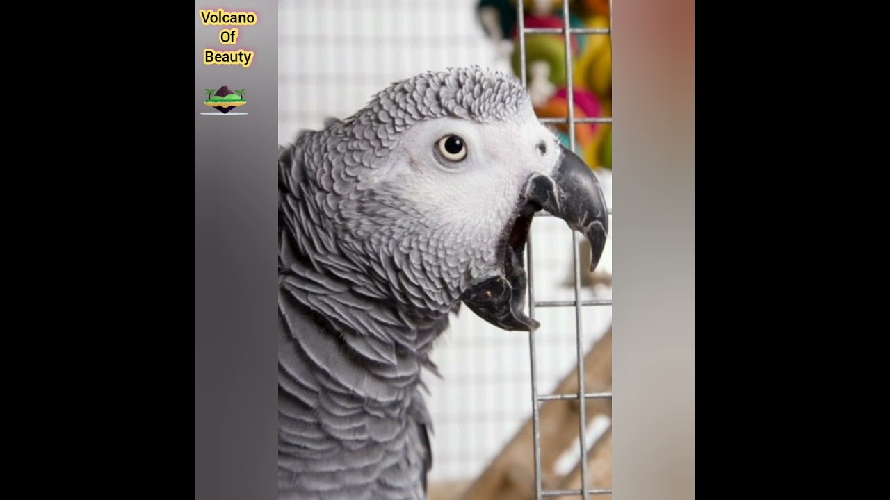 African Grey Parrott Age, life span, weight , diet etc