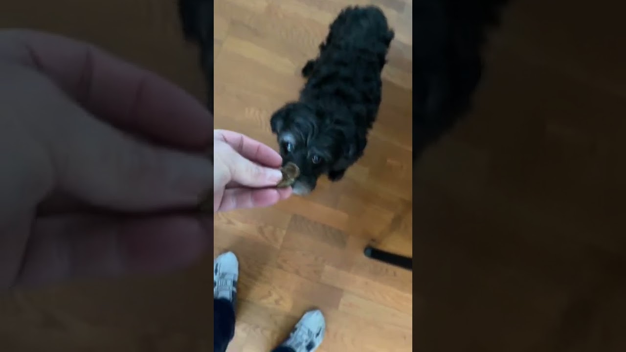 Trader Joe’s Just Salmon Skin Baked Dog Treats Review