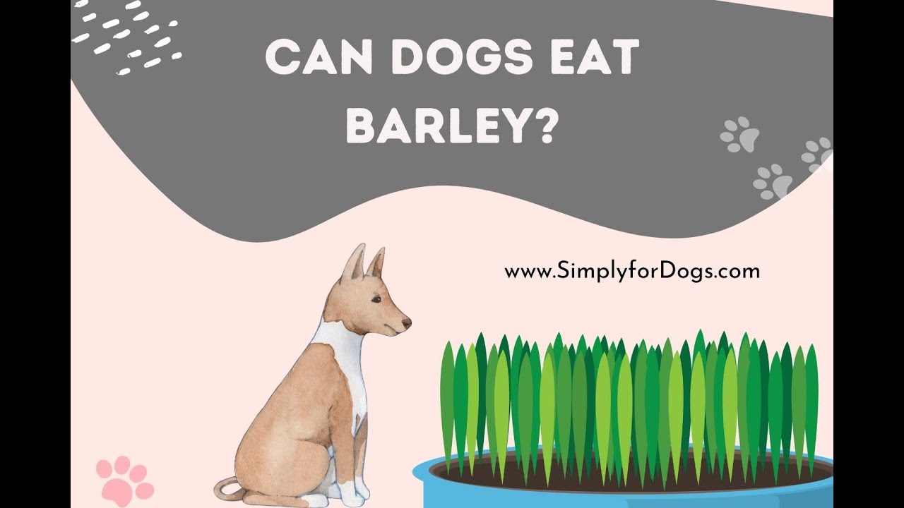 Can Dogs Eat Barley?