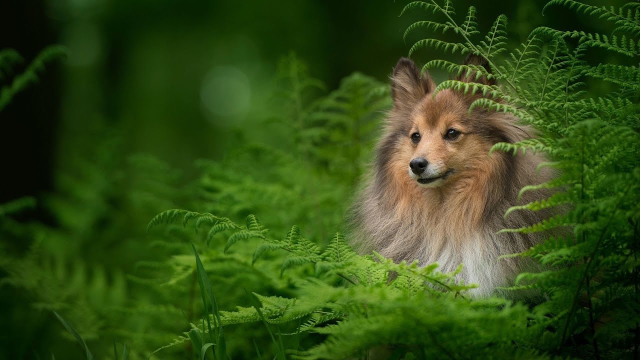 Comparing the Shetland Sheepdog and the Collie A Breed Showdown