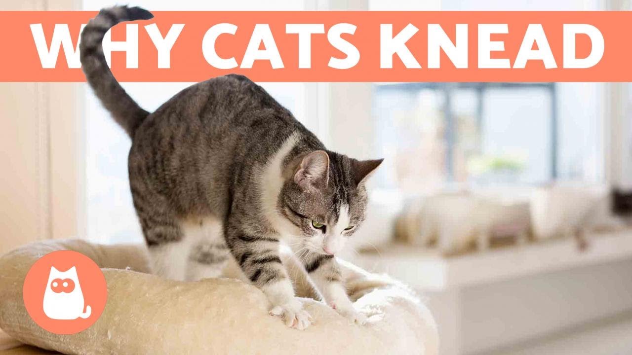 Why Does My Cat KNEAD Me? 😼 Origin and Meanings