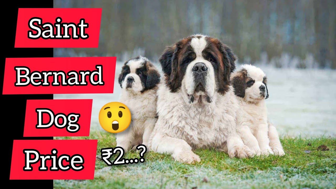 Saint Bernard dog price in India 2021🐕 | Saint Bernard Dog | Saint Bernard Dog breed price 2021