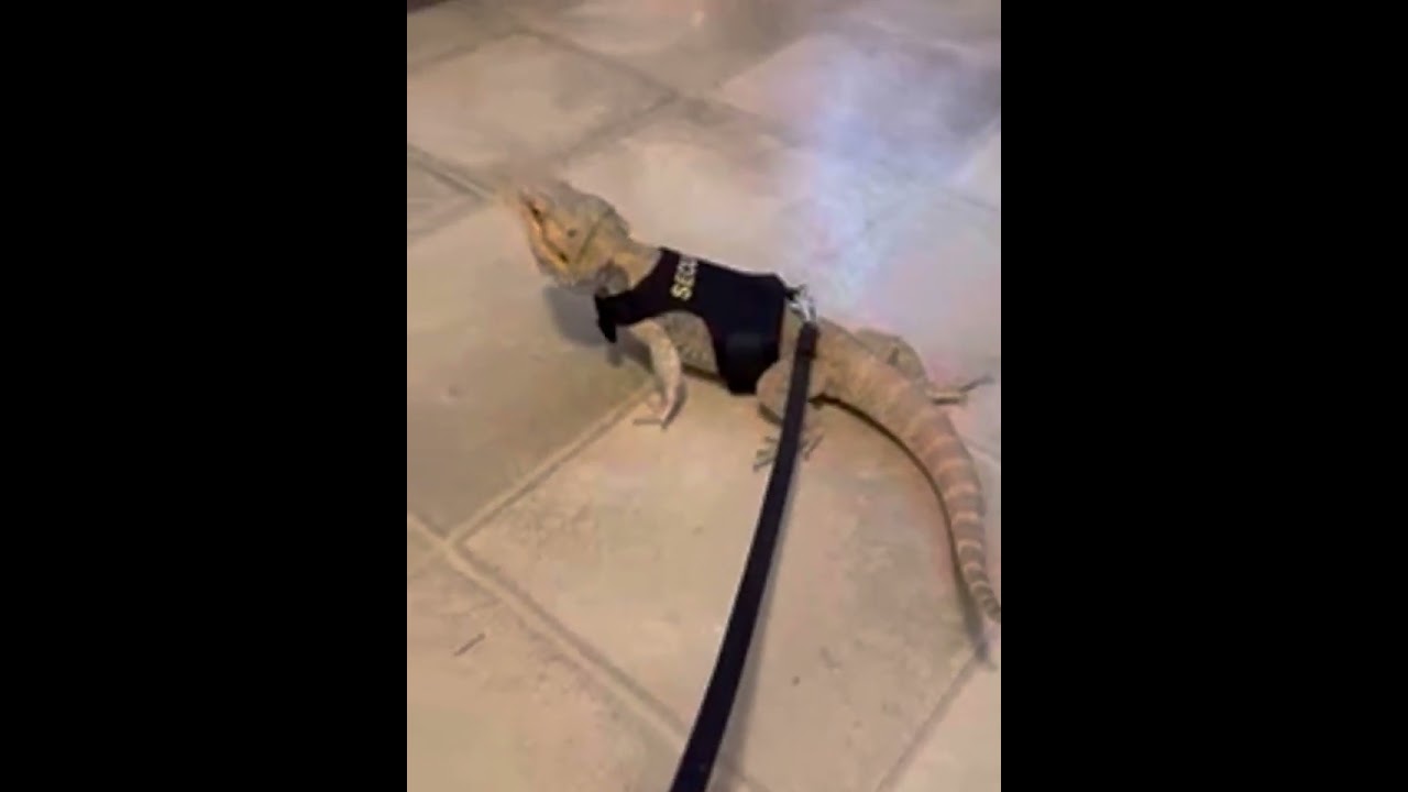 Adjustable Bearded Dragon Harness and Leash Set - 1pc Escape Proof Lizard Reptiles Leash