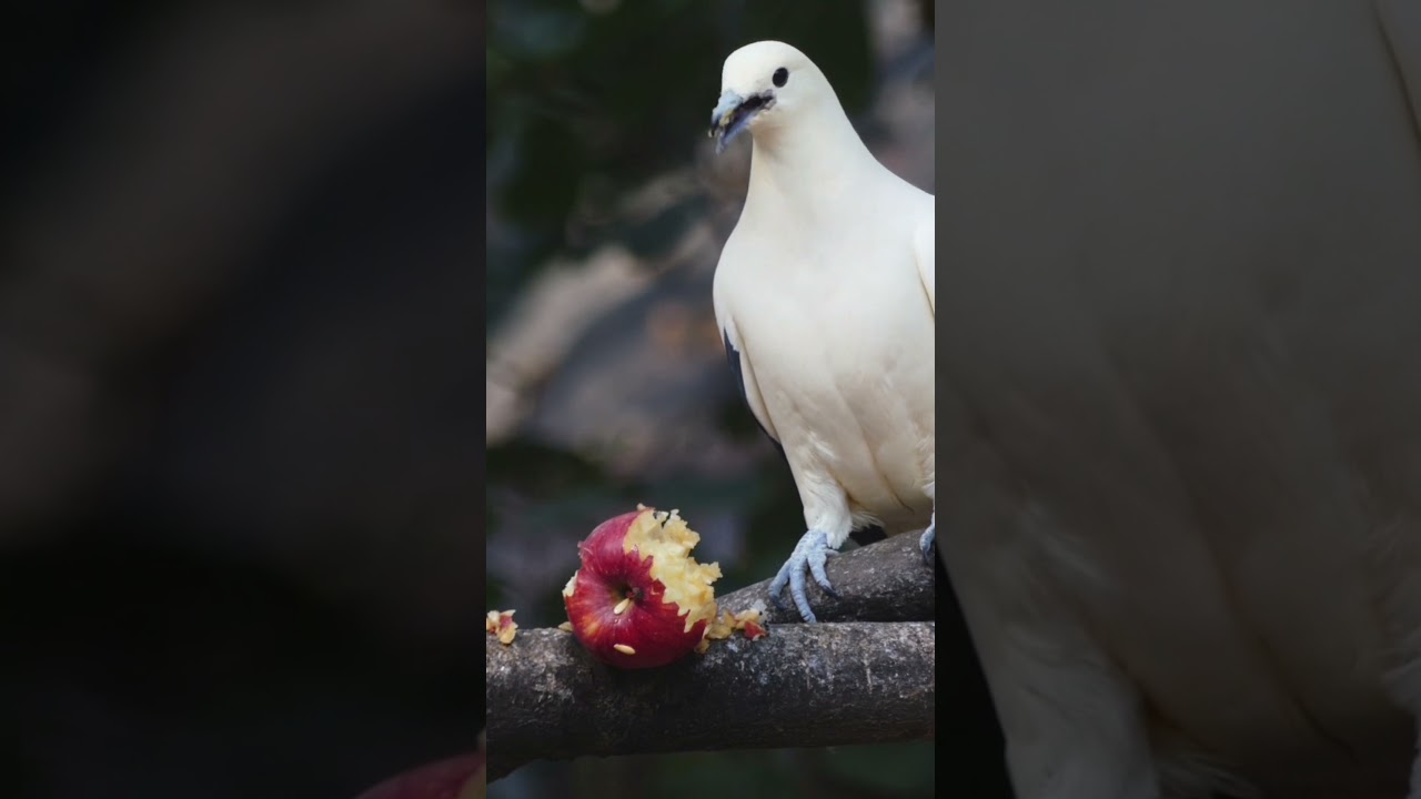 Birds Eating Fruits #shorts #ytshort #videoshort #birds #nature