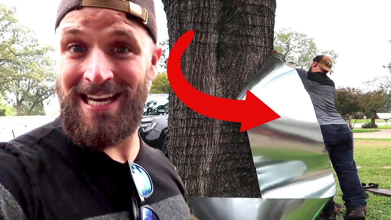 How to Keep Rodents From Climbing your Tree
