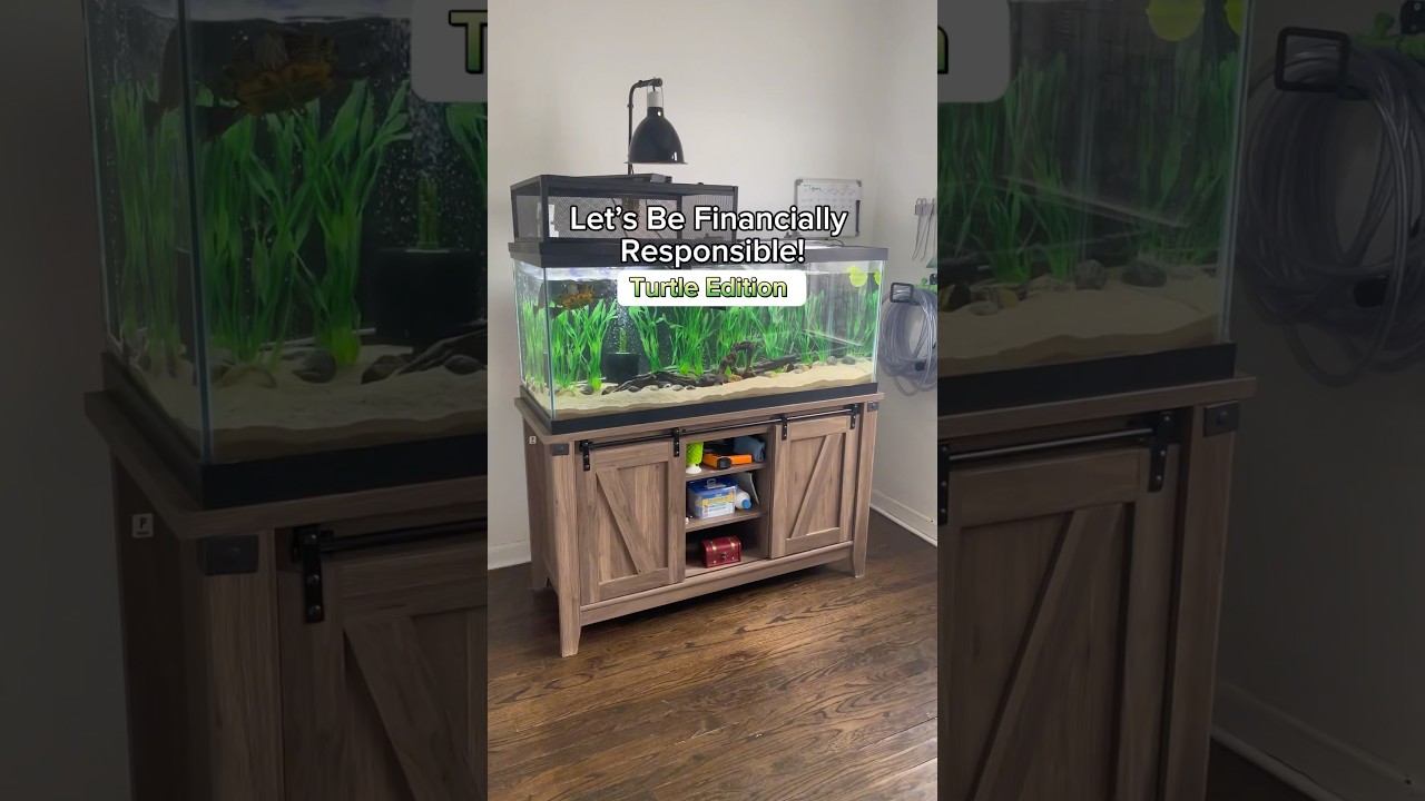 TURTLE TANKS ARE EXPENSIVE $$$ #petturtle #turtletank #redearedslider
