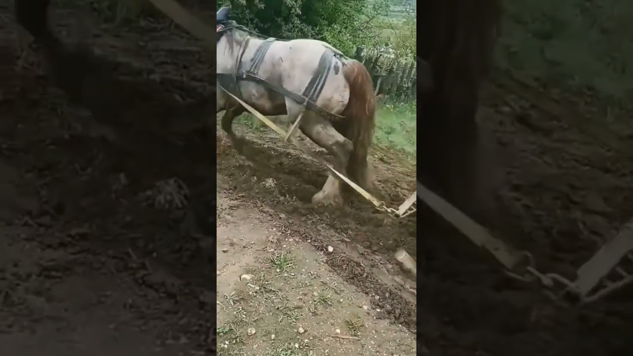 Horse Power: Effortlessly Pulling Heavy Loads! 🐎💪 #horse #horsepower #shorts