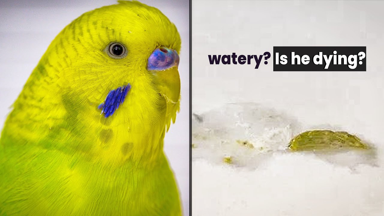 Why is my Budgie Poop  Watery?