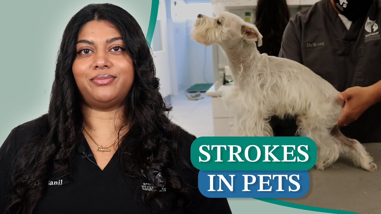 Strokes in Pets: Symptoms, Diagnosis & Treatment Options