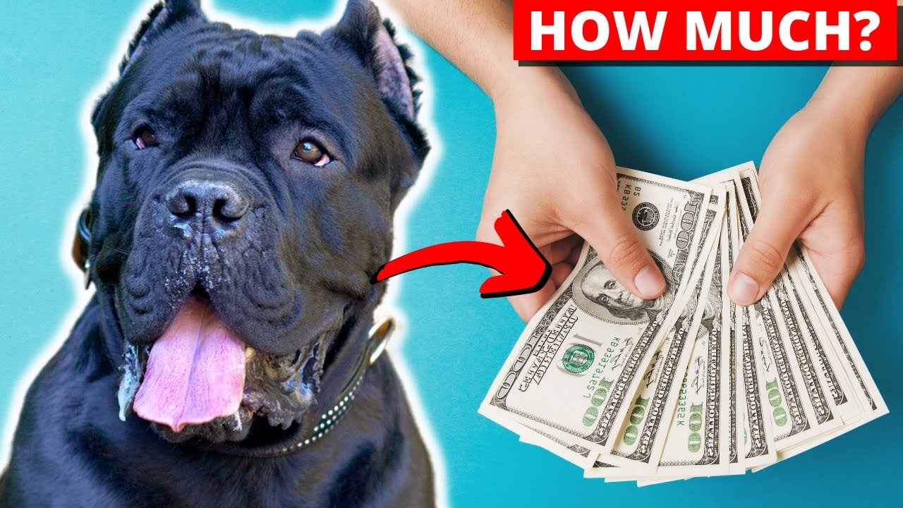 How Much Does A Cane Corso Cost? | How Much It Costs To Own And Keep A Cane Corso | Cane Corso Price