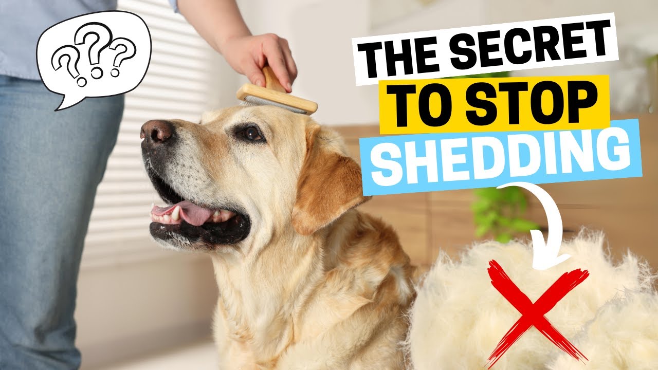 Why Do Labradors Shed So Much? (How to Manage It)