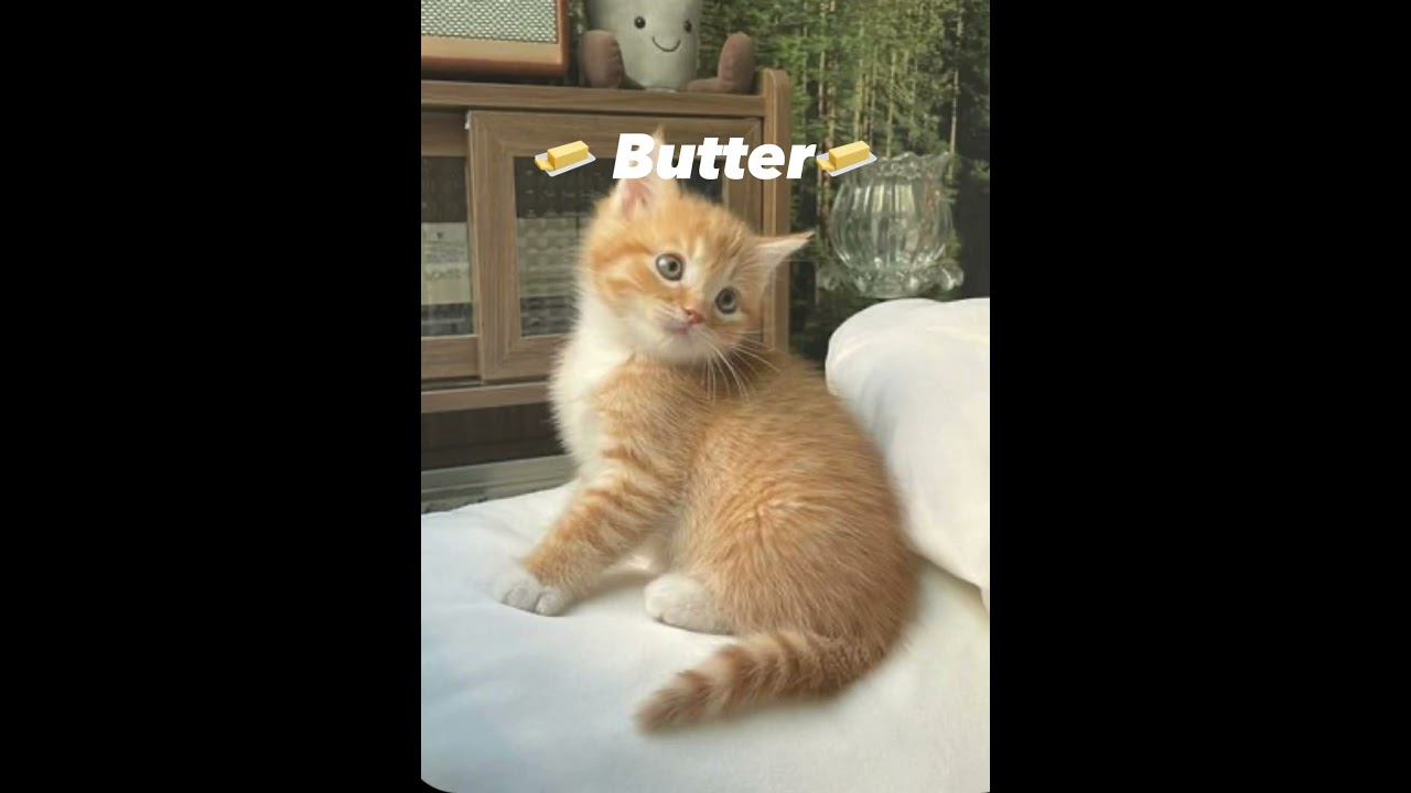 Best female cat names🐱