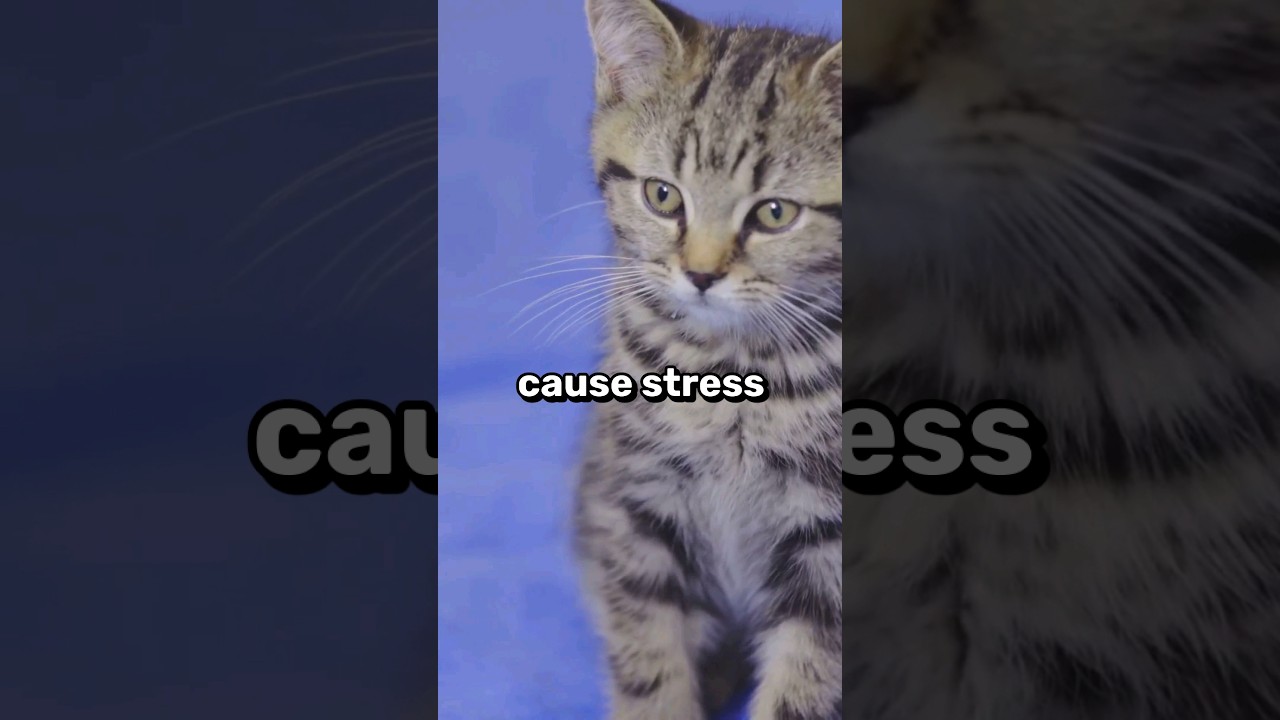 Do Cat Whiskers Grow Back If You Cut Them? 🐈🐱 #shorts #cat #cats #pet #pets