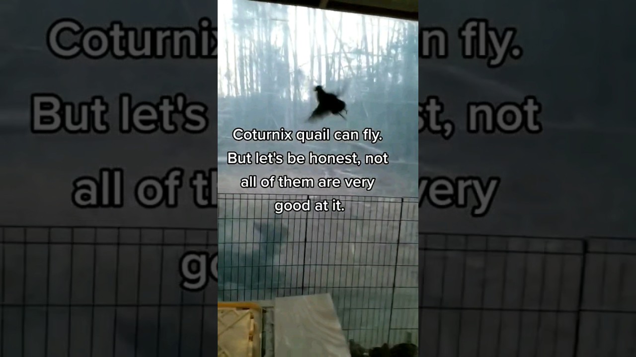 Can Quail Fly #shorts #quail #backyardfarming #viral