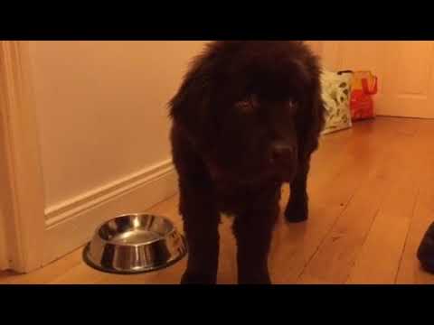 Newfoundland Lab Cross