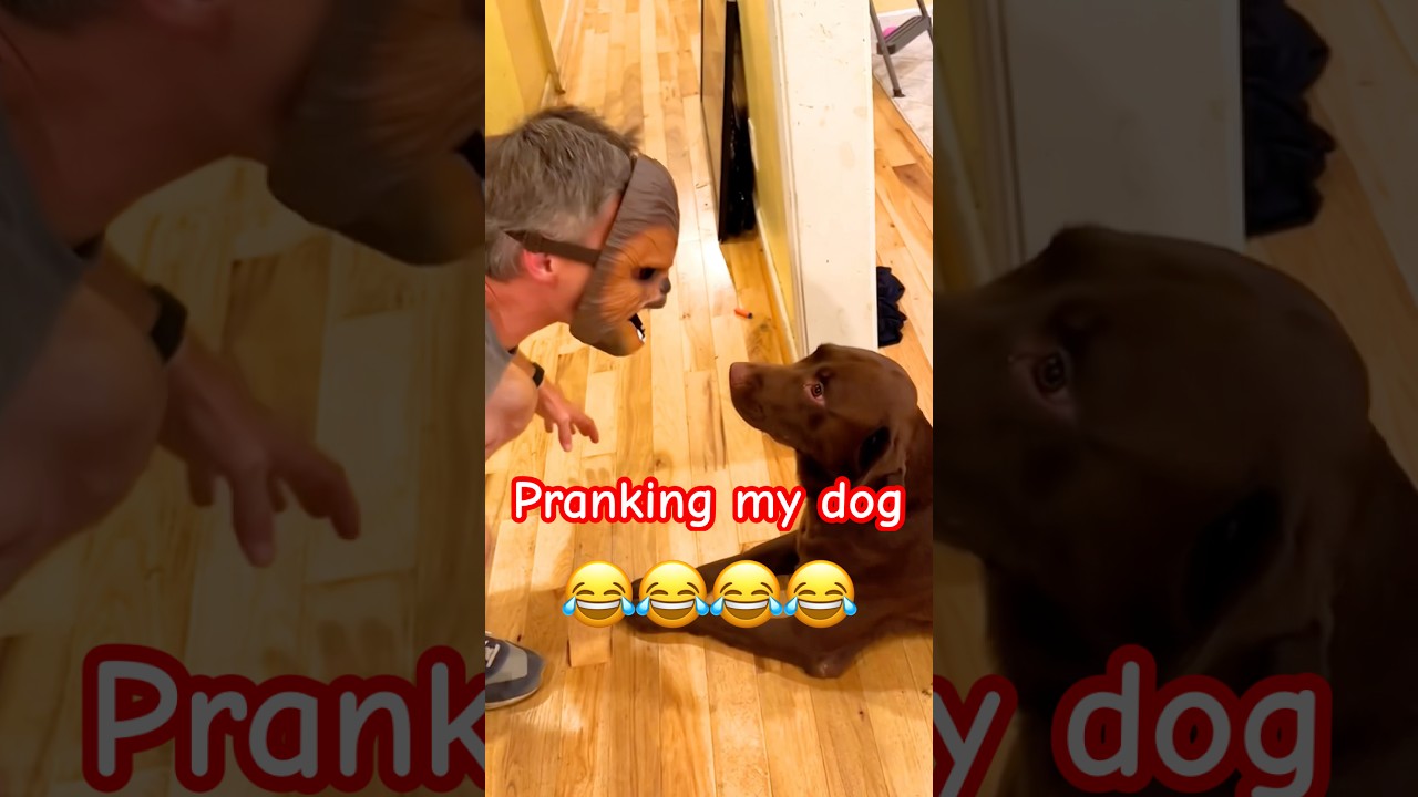 Dog Figures Out Chewbacca Mask Prank!