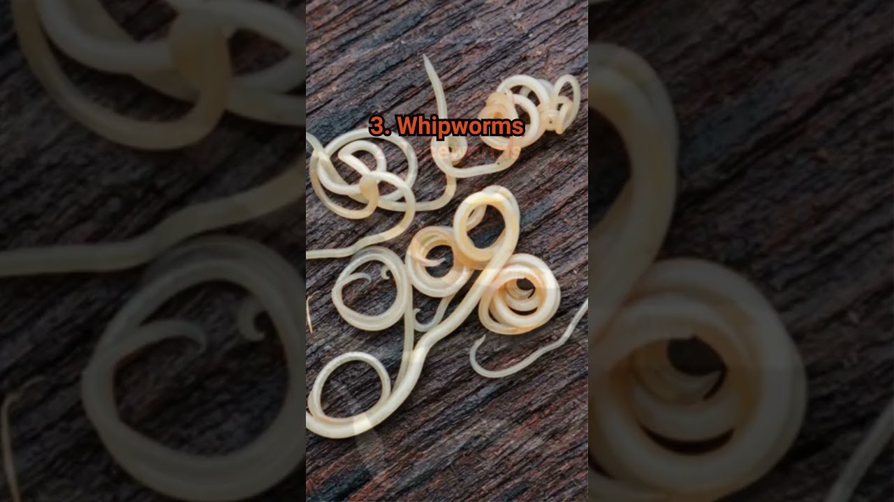 The 4 common worms in dog poop.