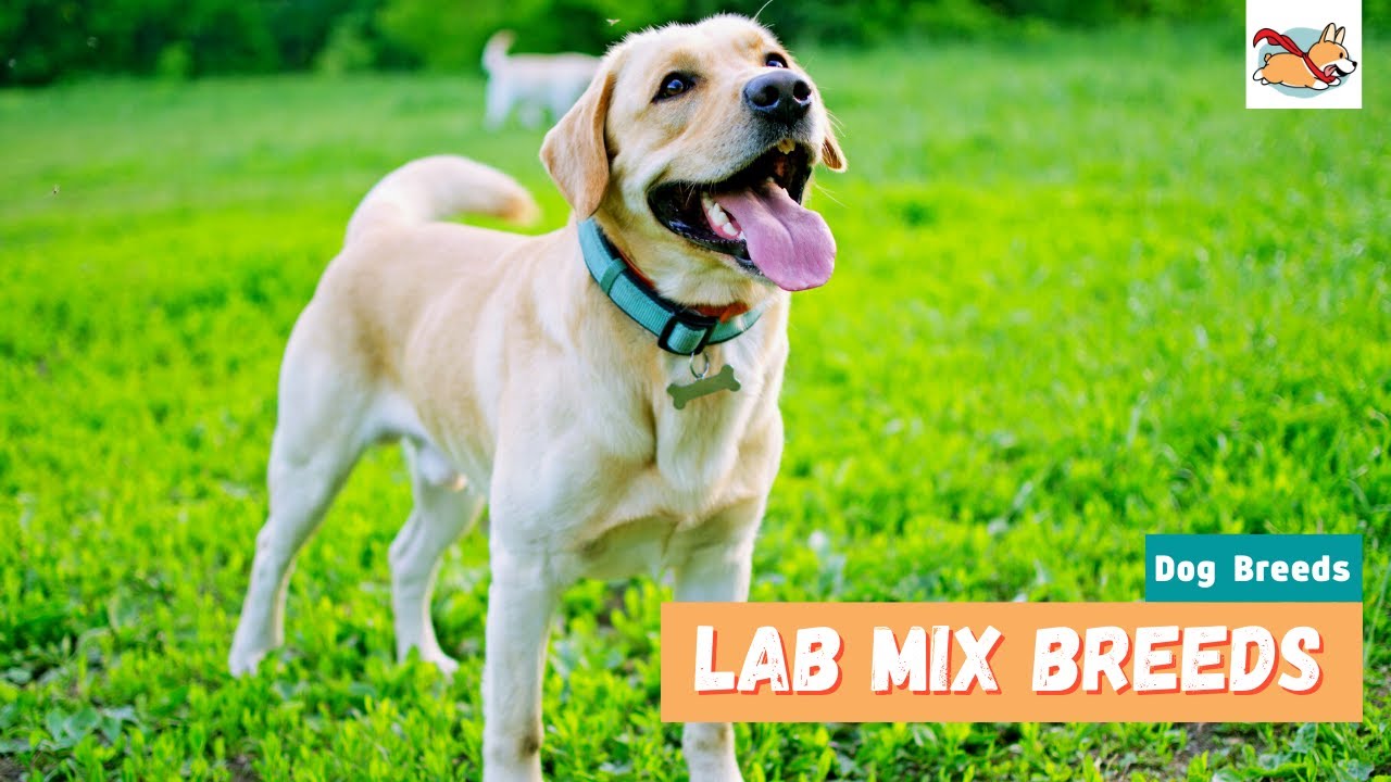 Lab Mix Breeds: 10 Lovable Labrador Mix Dogs For Every Family!