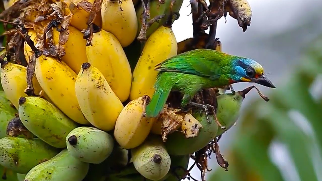 Birds that eat fruit