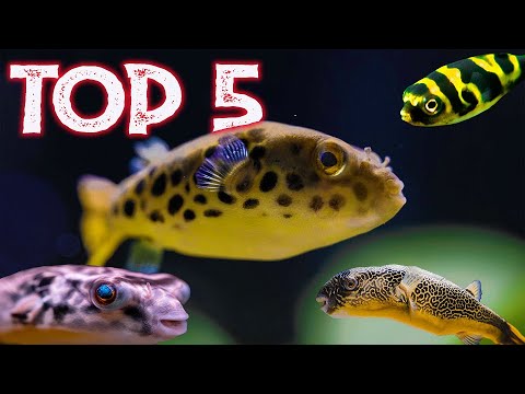 Top 5 Freshwater Puffer Fish For Your Aquarium