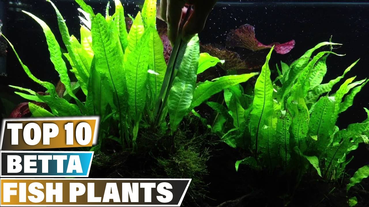 Best Plants For Betta Fish in 2025 (Top 10 Picks)