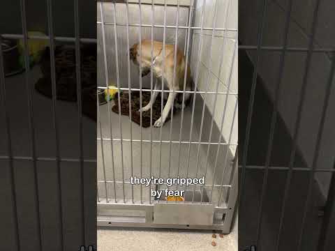 Homeless Dogs get Thanksgiving 🥰