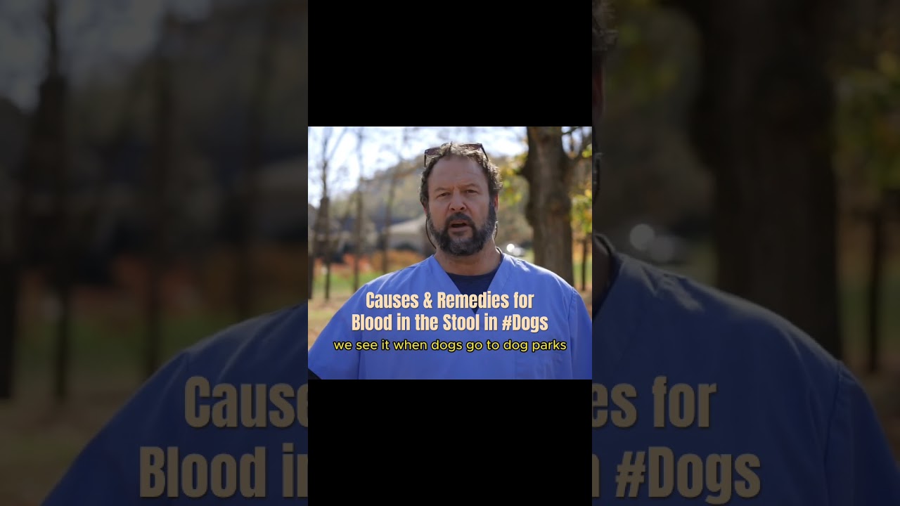Learn why and what to do if your #dog has blood in the stool. #dogowners #dogvet