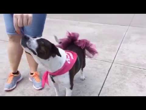 Delilah - 3yr border collie-mountain cur mix - spayed female