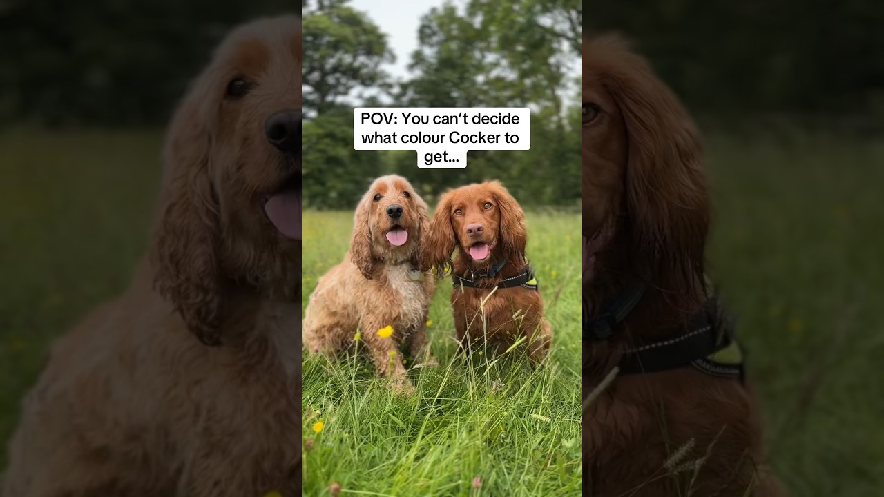 Cocker Spaniels come in 24 different colours