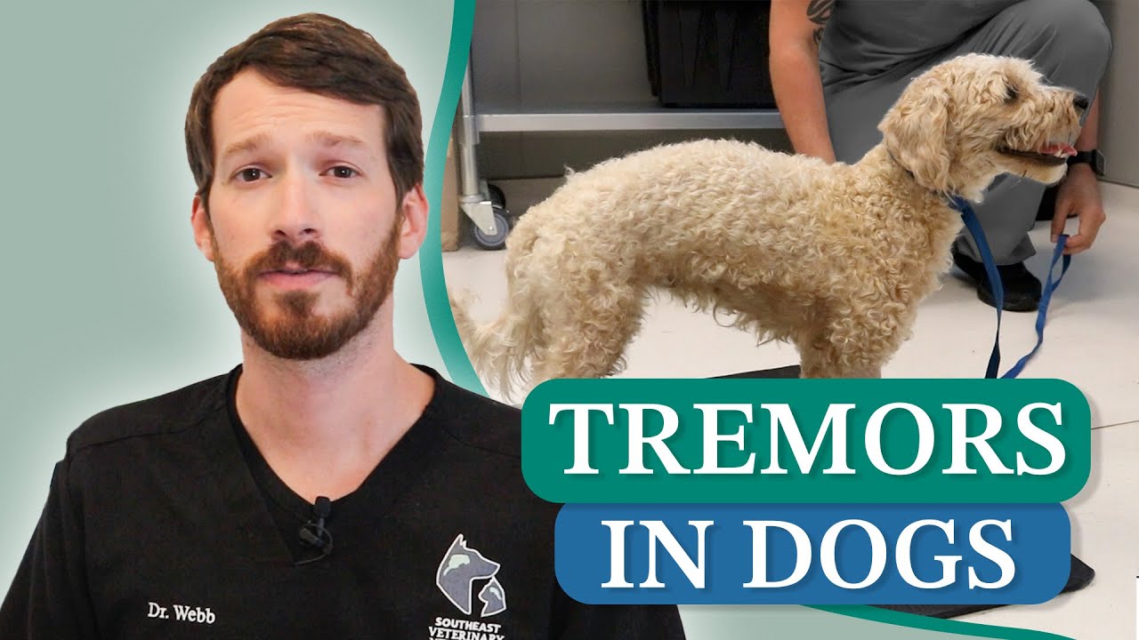 Tremors in Dogs || Causes and What They Mean
