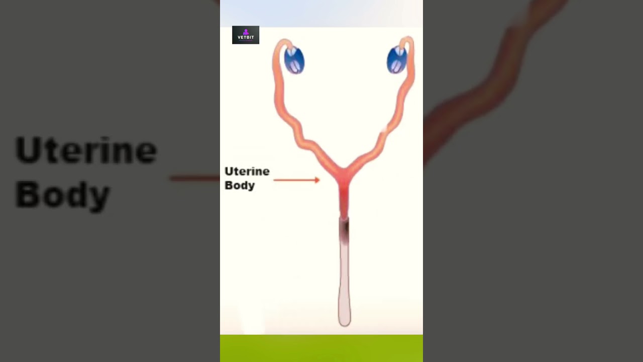 Dogs | female anatomy | reproductive system| reproduction | @vetbit new dog videos |