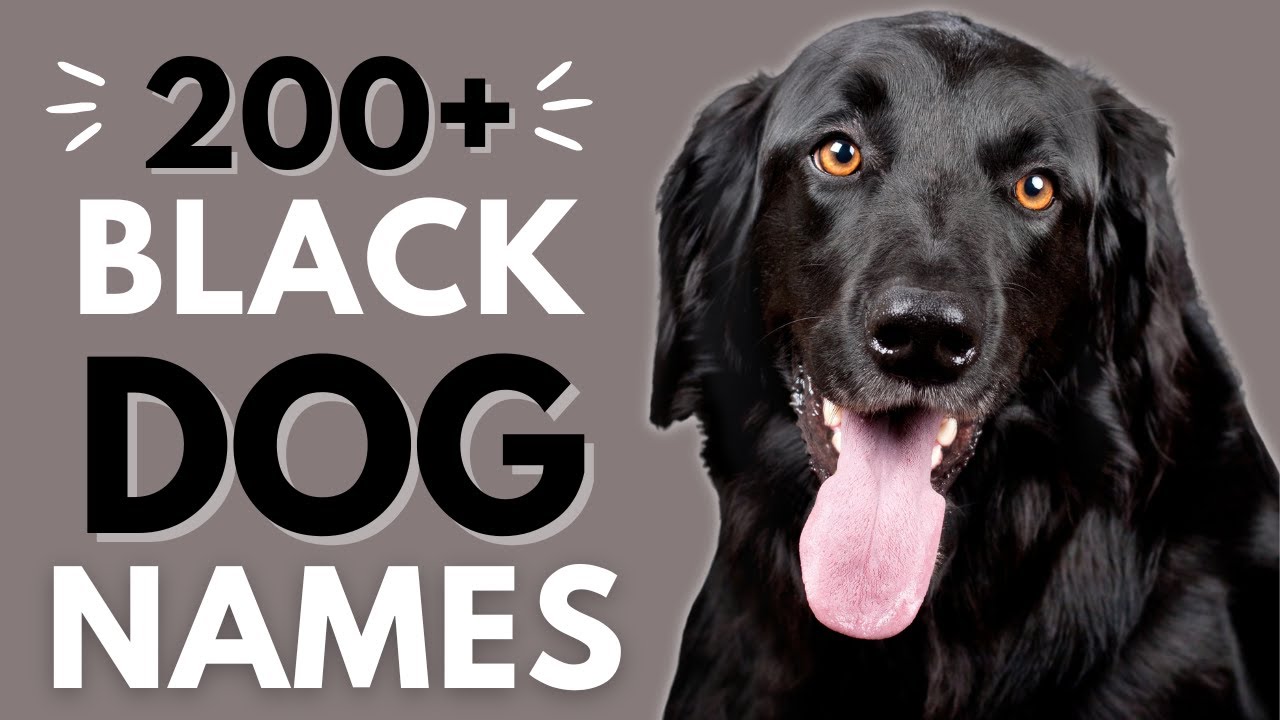 200+ Black Dog Names | Best Male and Female Black Dog Names
