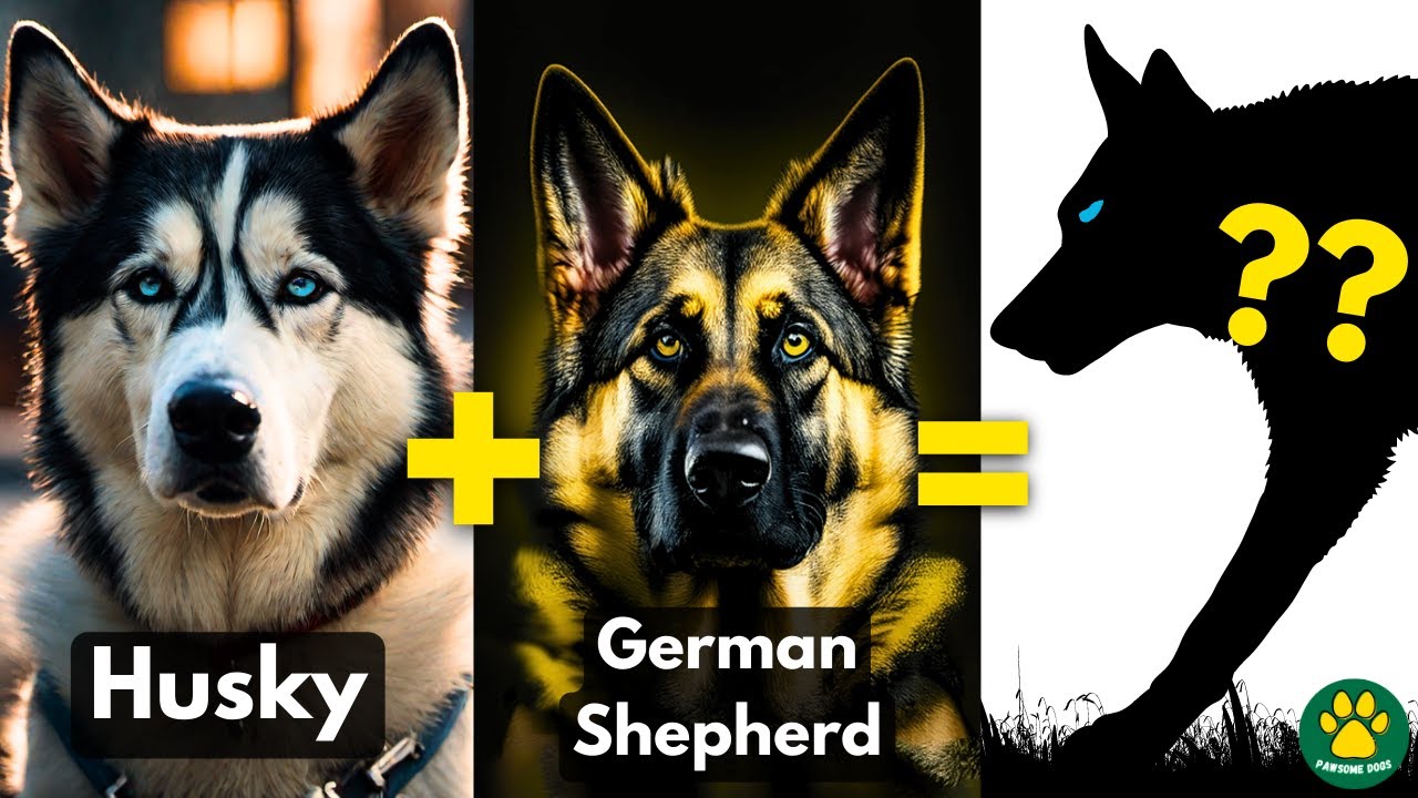 5 AMAZING Husky Mix Breed Dogs You Don't Know About